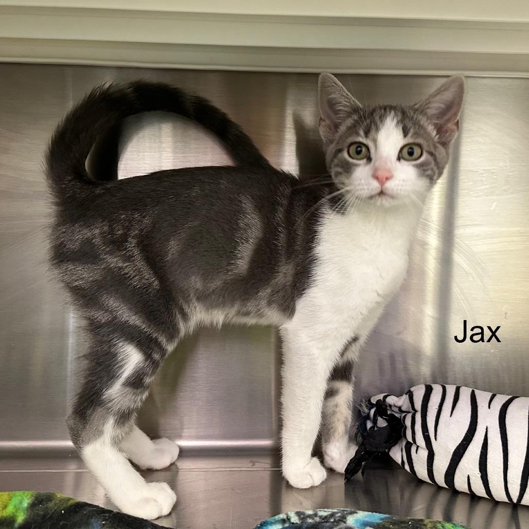 Enlarge Jax, a Adoptable mixed breed in Phoenix, AZ image 1/4