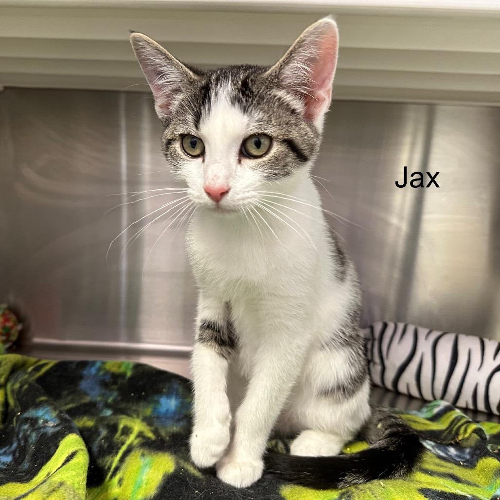 Enlarge Jax, a Adoptable mixed breed in Phoenix, AZ image 2/4