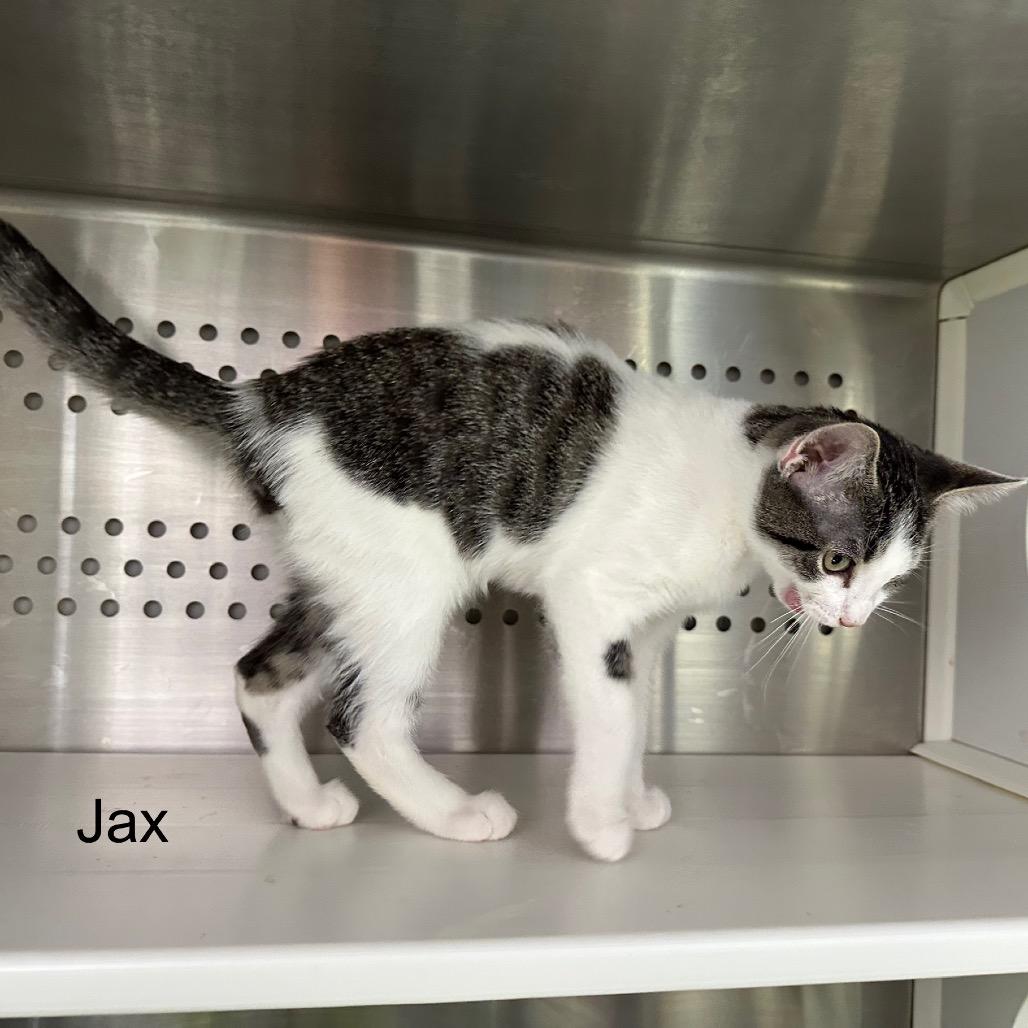 Enlarge Jax, a Adoptable mixed breed in Phoenix, AZ image 3/4