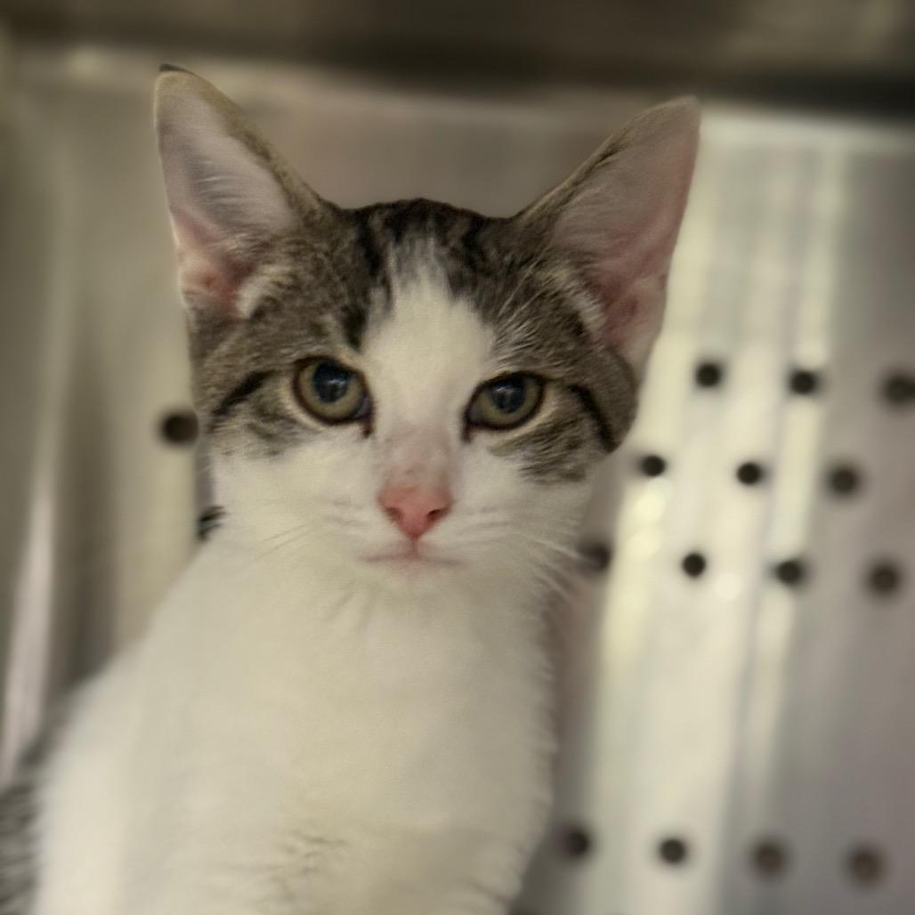 Enlarge Jax, a Adoptable mixed breed in Phoenix, AZ image 4/4