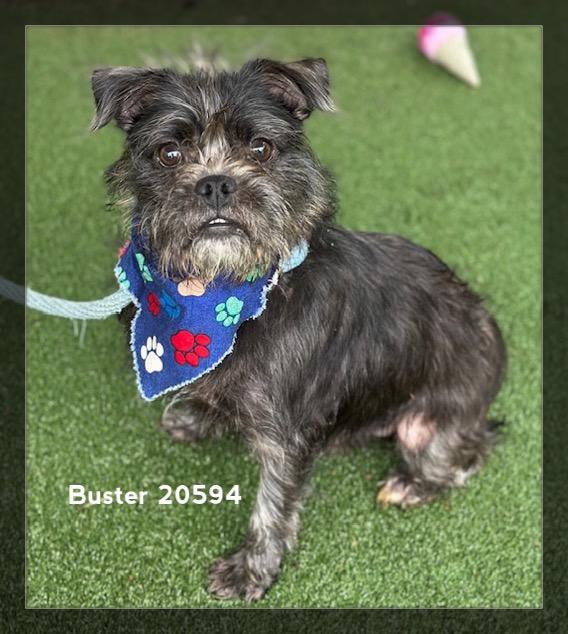 BUSTER/HERB, adopted, Adult Male Terrier.