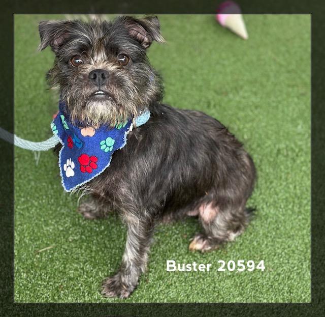 BUSTER/HERB, an adopted Terrier in Marietta, GA image 3/6