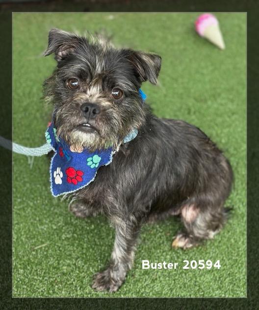BUSTER/HERB, an adopted Terrier in Marietta, GA image 2/6
