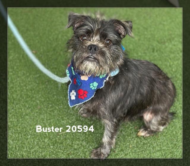 BUSTER/HERB, an adopted Terrier in Marietta, GA image 6/6