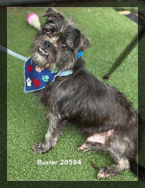 BUSTER/HERB, an adopted Terrier in Marietta, GA image 4/6