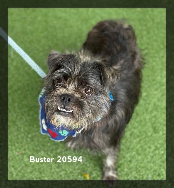 BUSTER/HERB, an adopted Terrier in Marietta, GA image 5/6
