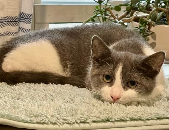 Enlarge Vixen, a Adoptable Domestic Short Hair in Cranford, NJ image 2/5