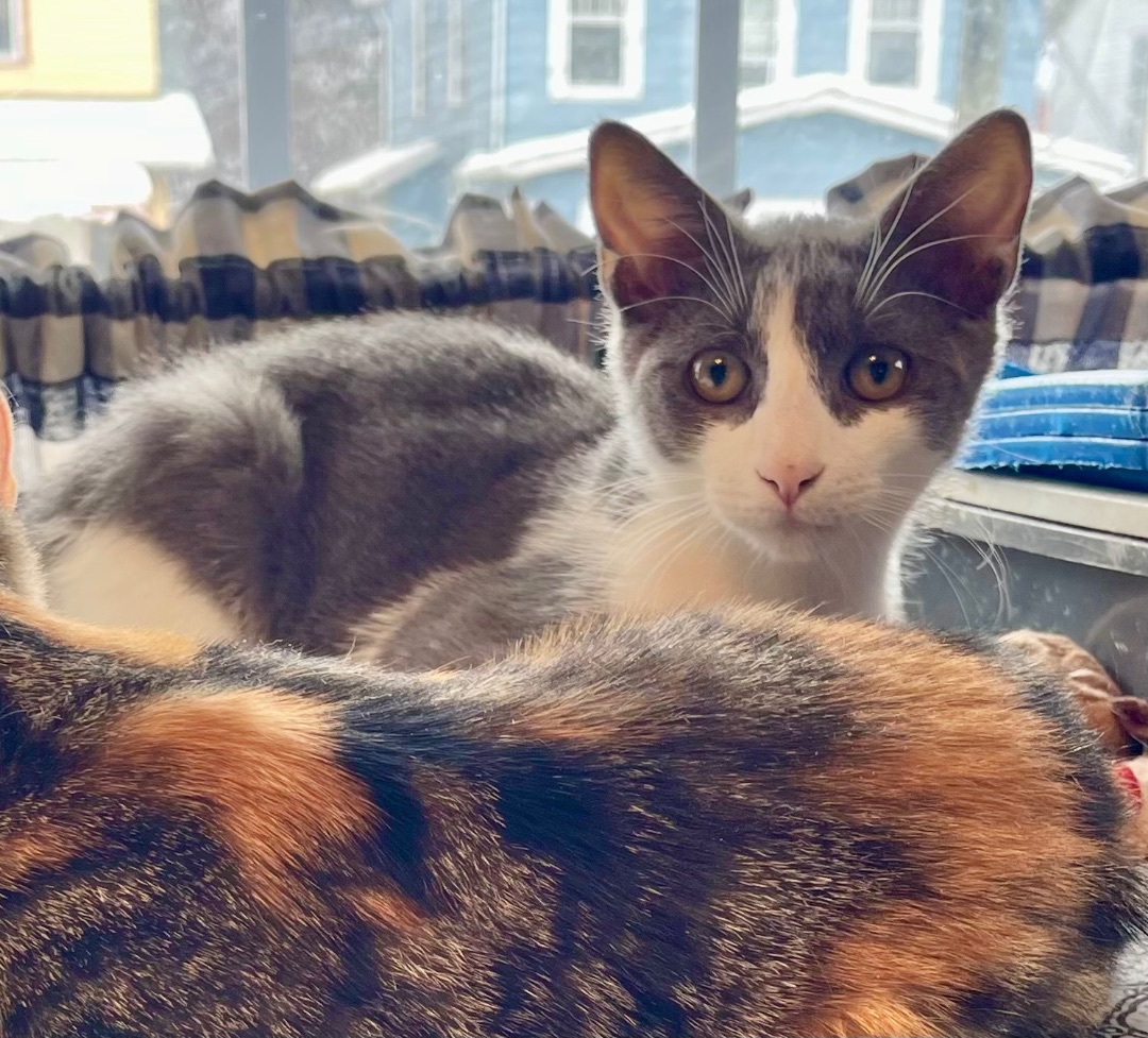 Enlarge Vixen, a Adoptable Domestic Short Hair in Cranford, NJ image 3/5