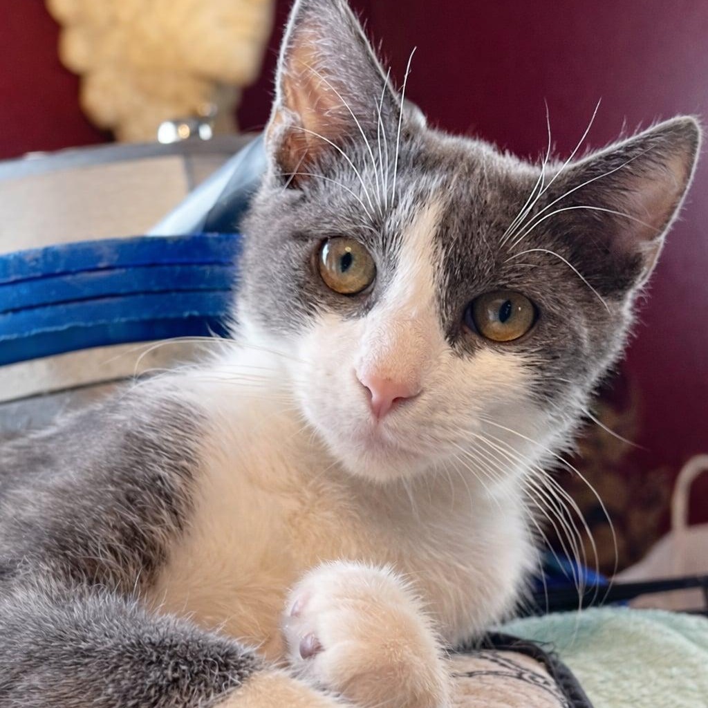 Vixen, Adoptable, Young Female Domestic Short Hair.