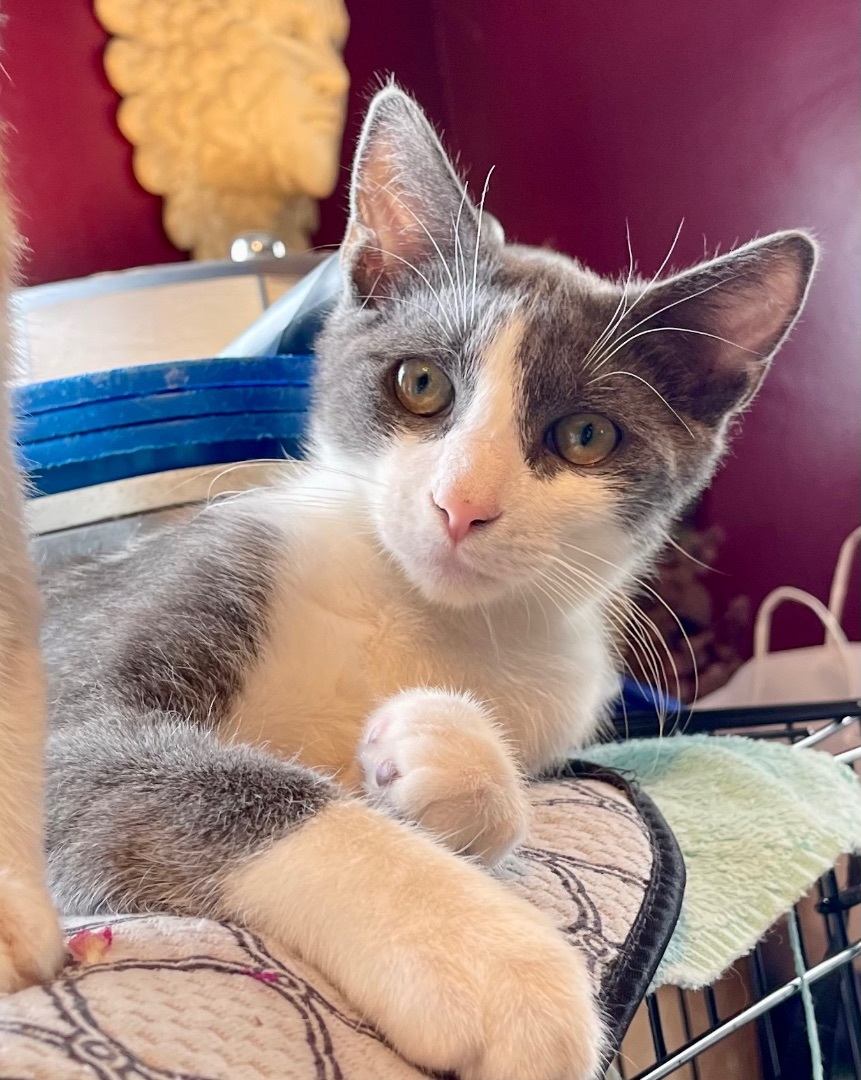 Enlarge Vixen, a Adoptable Domestic Short Hair in Cranford, NJ image 4/5