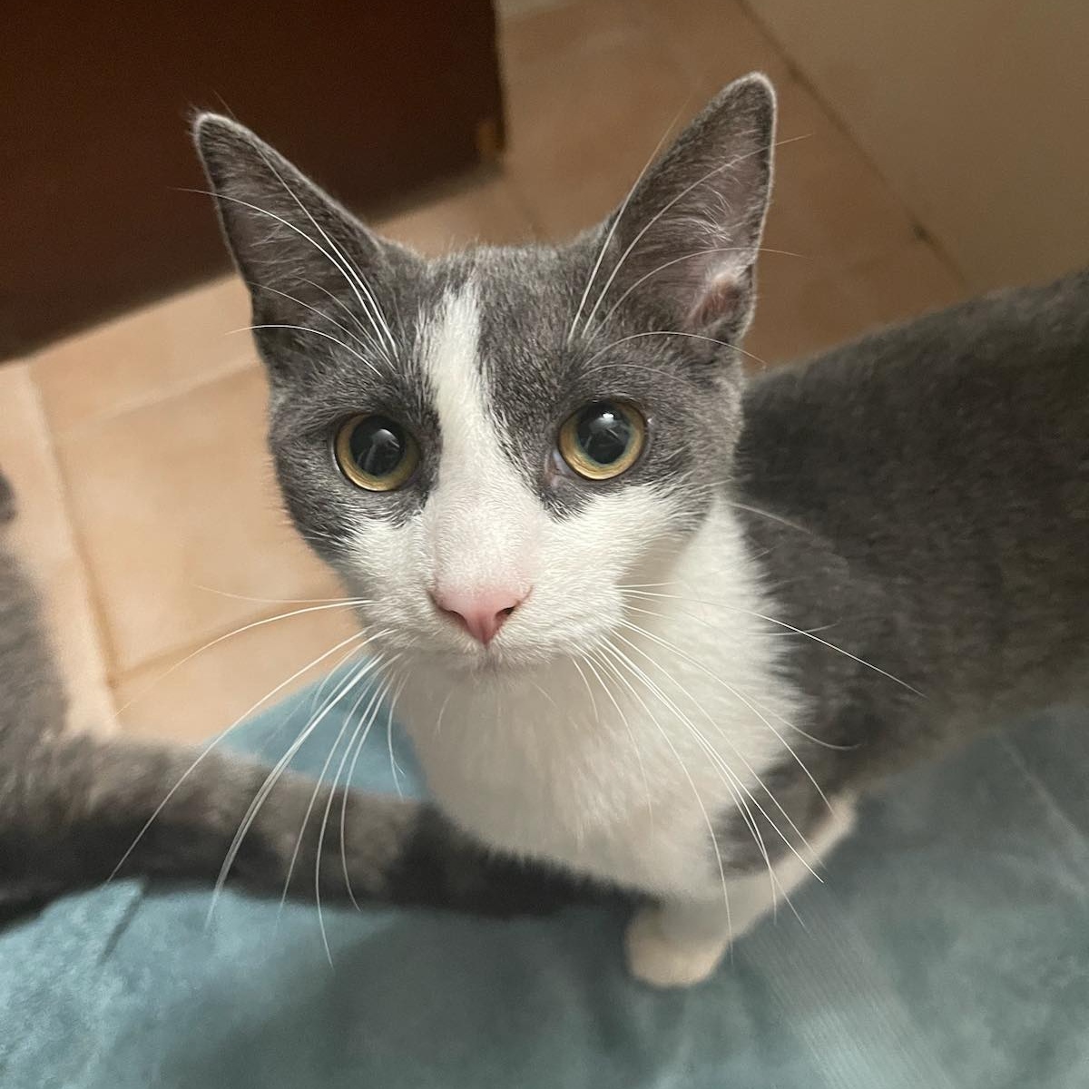 Enlarge Vixen, a Adoptable Domestic Short Hair in Cranford, NJ image 5/5