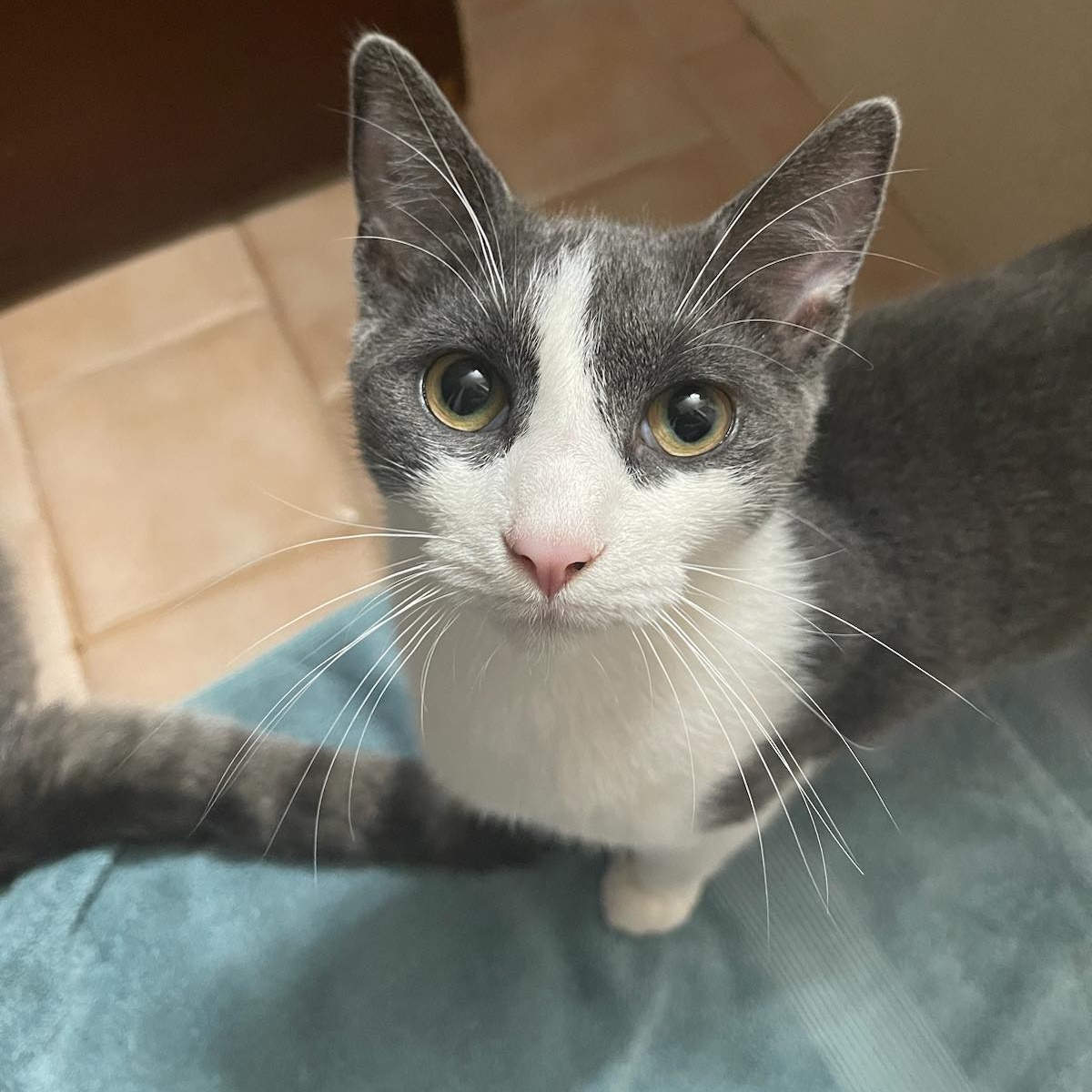 Vixen, Adoptable, Young Female Domestic Short Hair.