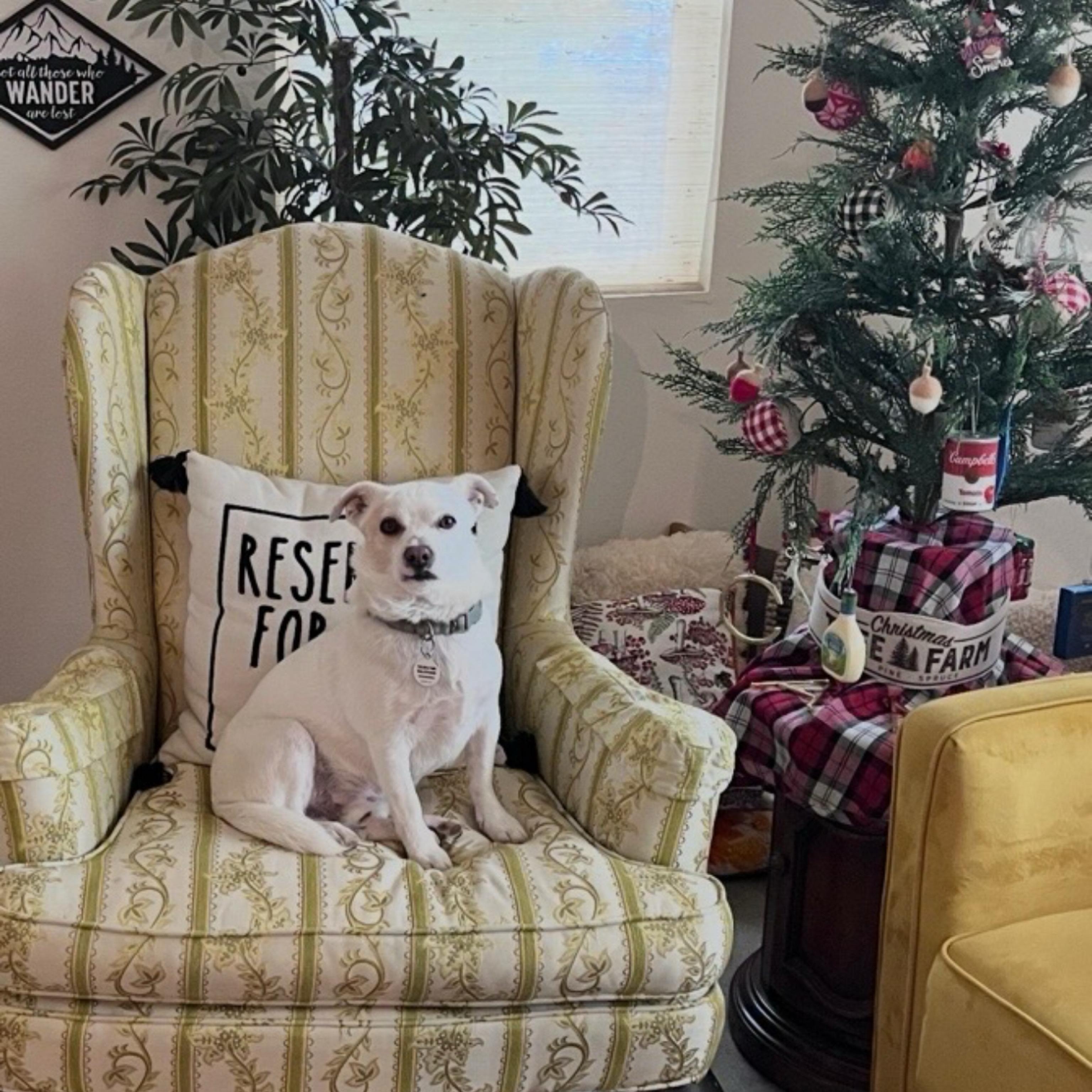 Enlarge Kane, a ADOPTABLE mixed breed in Glendora, CA image 5/6