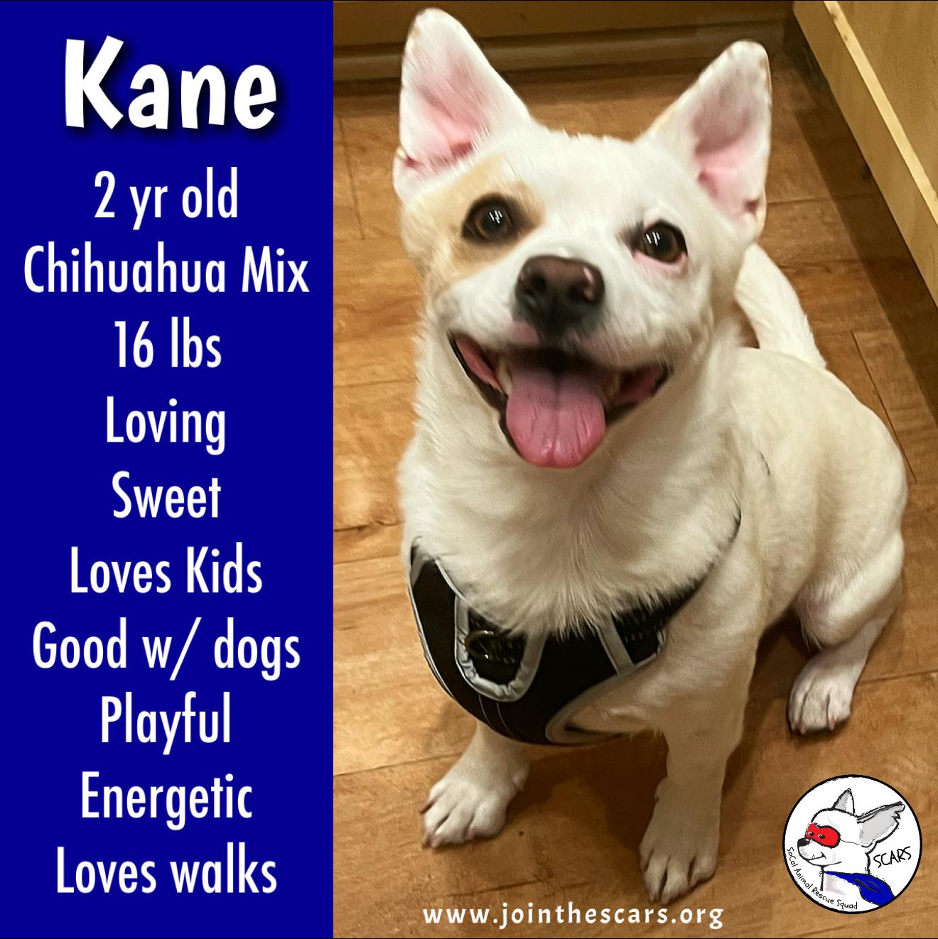 Kane, ADOPTABLE, Young Male Chihuahua & Jack Russell Terrier.