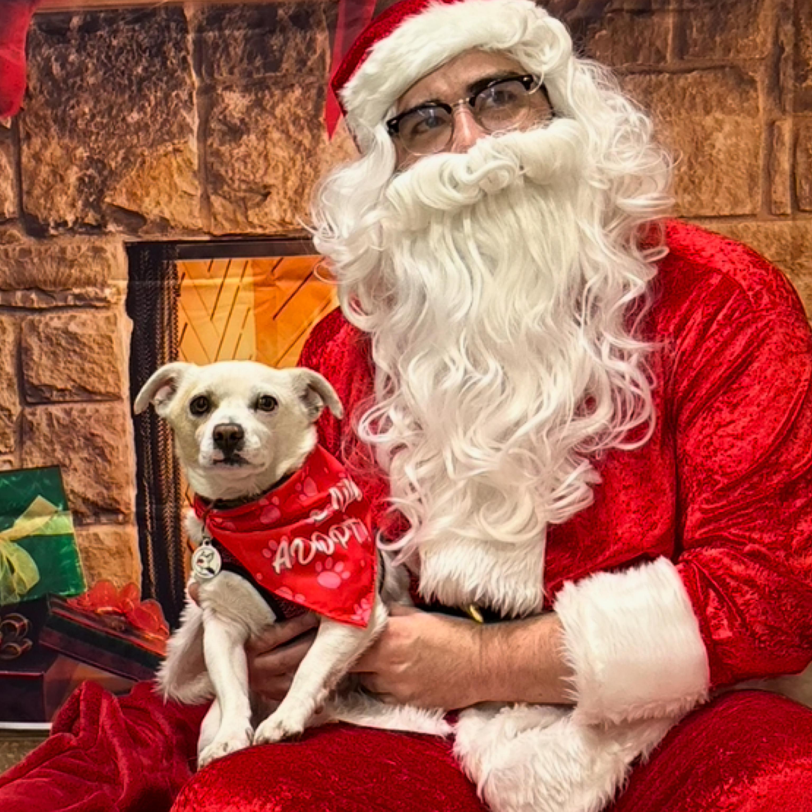 Enlarge Kane, a ADOPTABLE mixed breed in Glendora, CA image 4/6