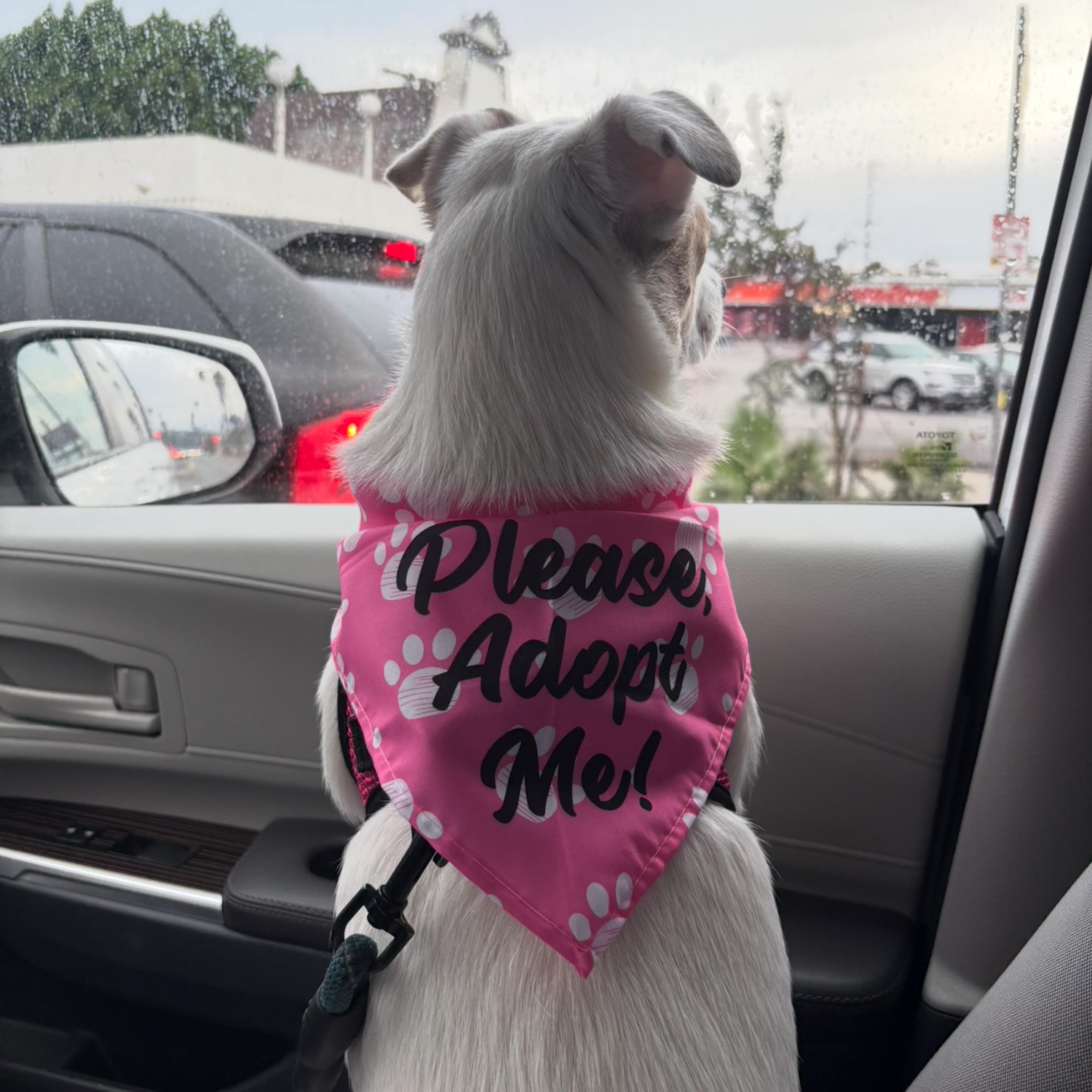 Enlarge Kane, a ADOPTABLE mixed breed in Glendora, CA image 6/6