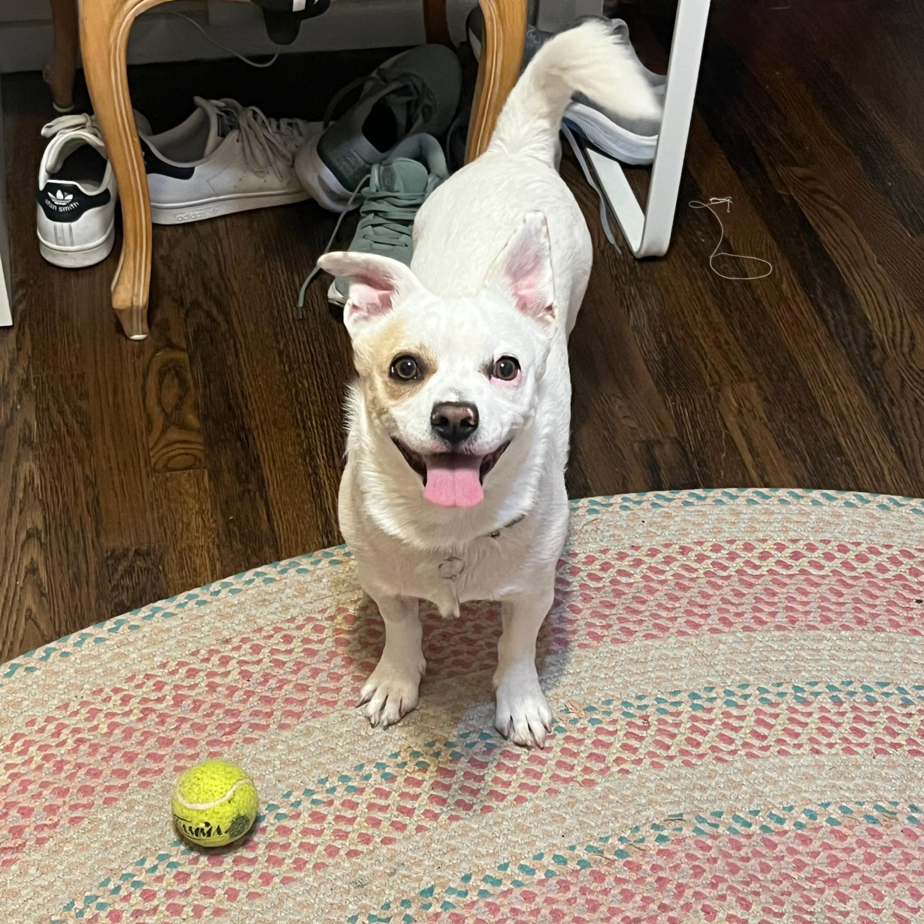 Enlarge Kane, a ADOPTABLE mixed breed in Glendora, CA image 3/6