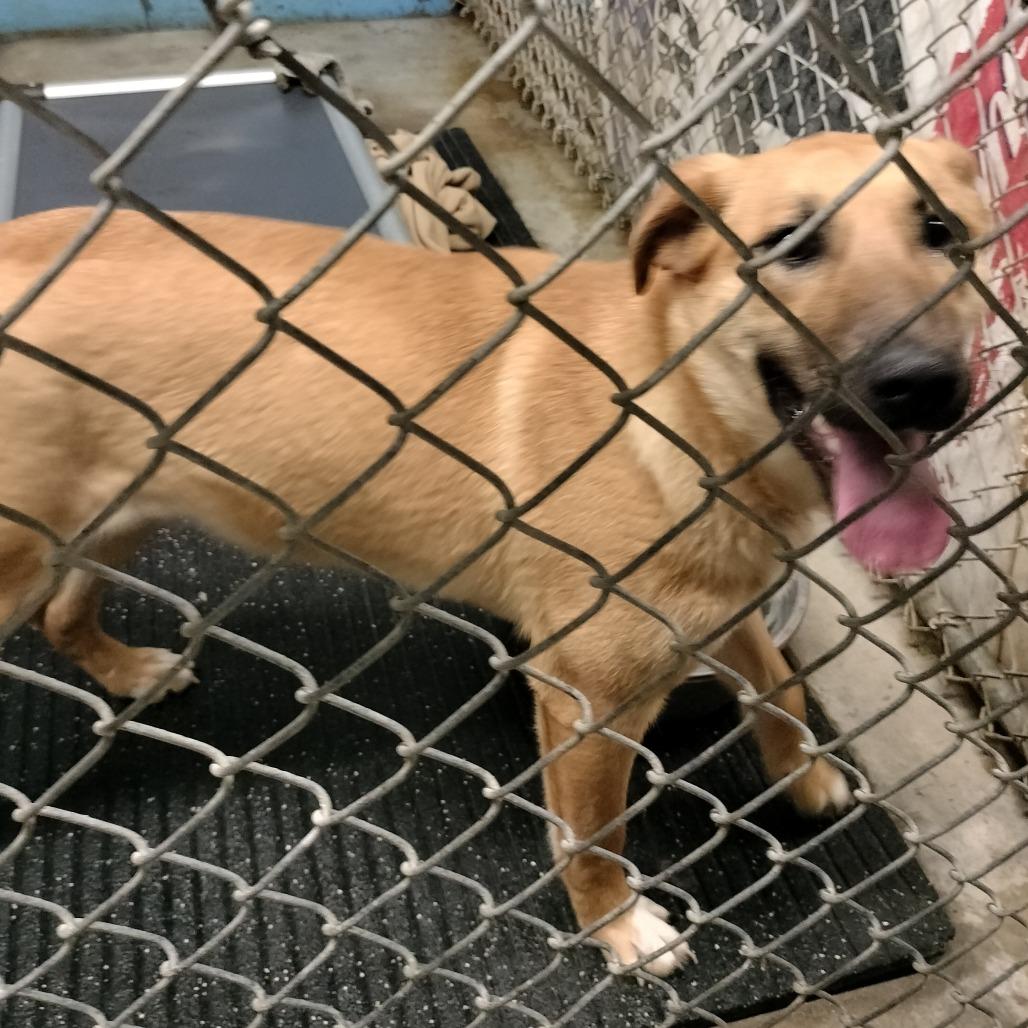 Enlarge Quinn, a Adoptable mixed breed in Brooksville, KY image 1/1