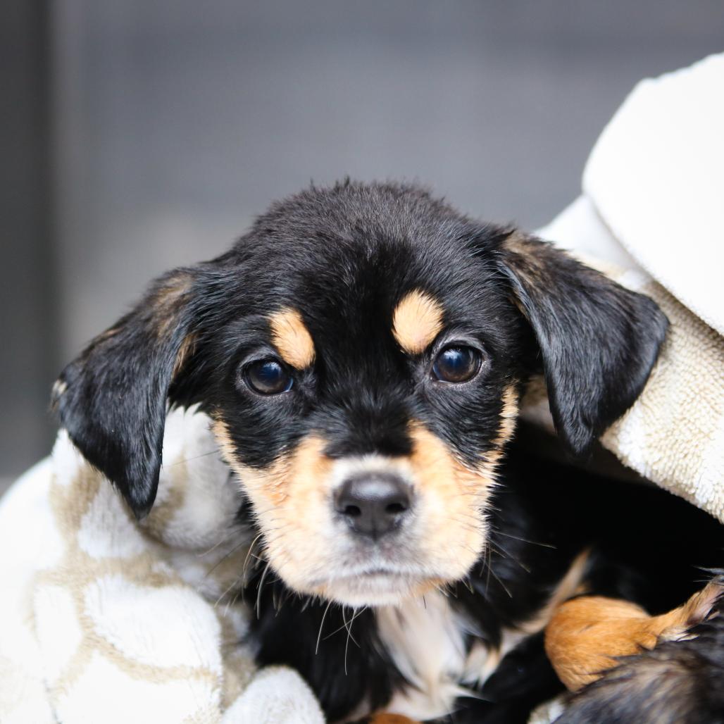 Enlarge Baldur, a Adoptable mixed breed in Hattiesburg, MS image 1/2
