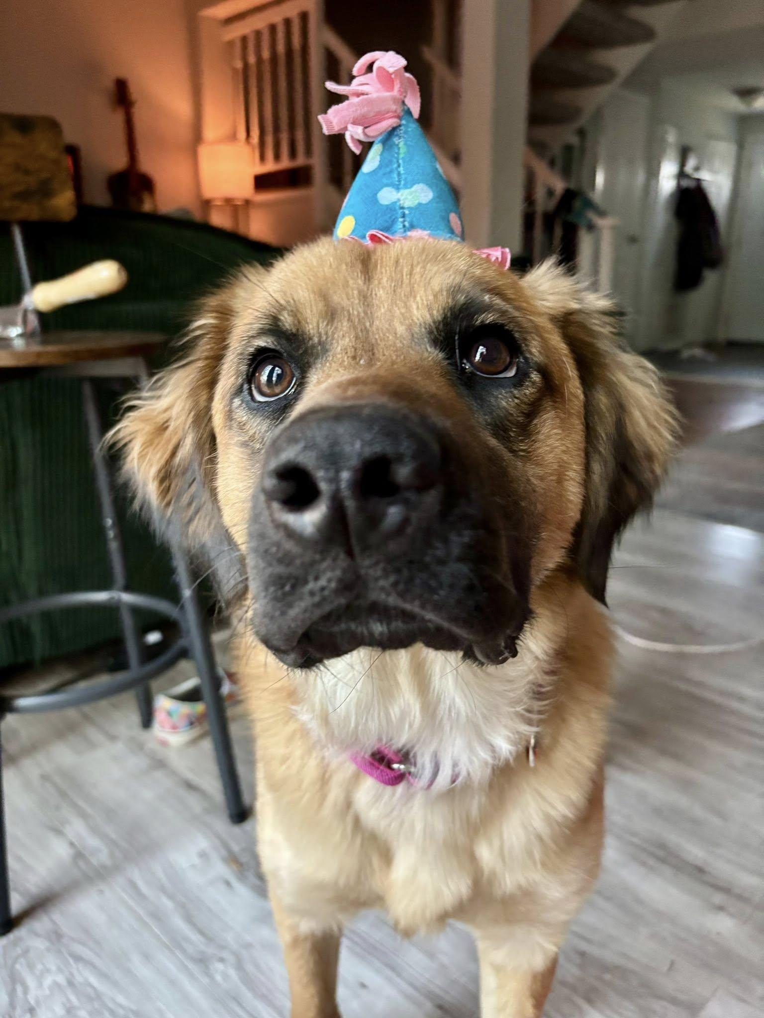 Enlarge Kenzie, a ADOPTABLE mixed breed in Yorktown, VA image 2/6