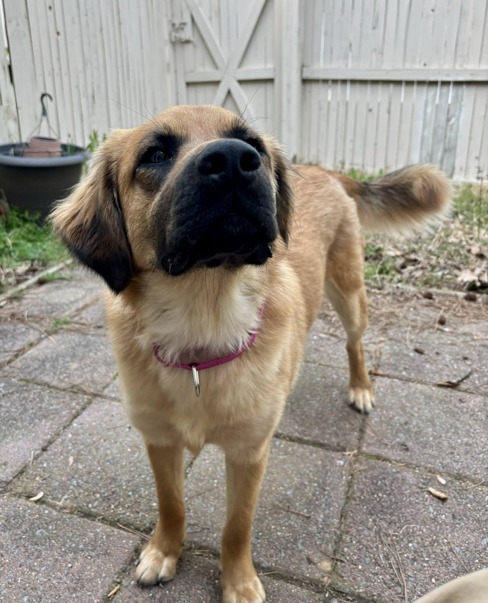 Kenzie, ADOPTABLE, Young Female Labrador Retriever.