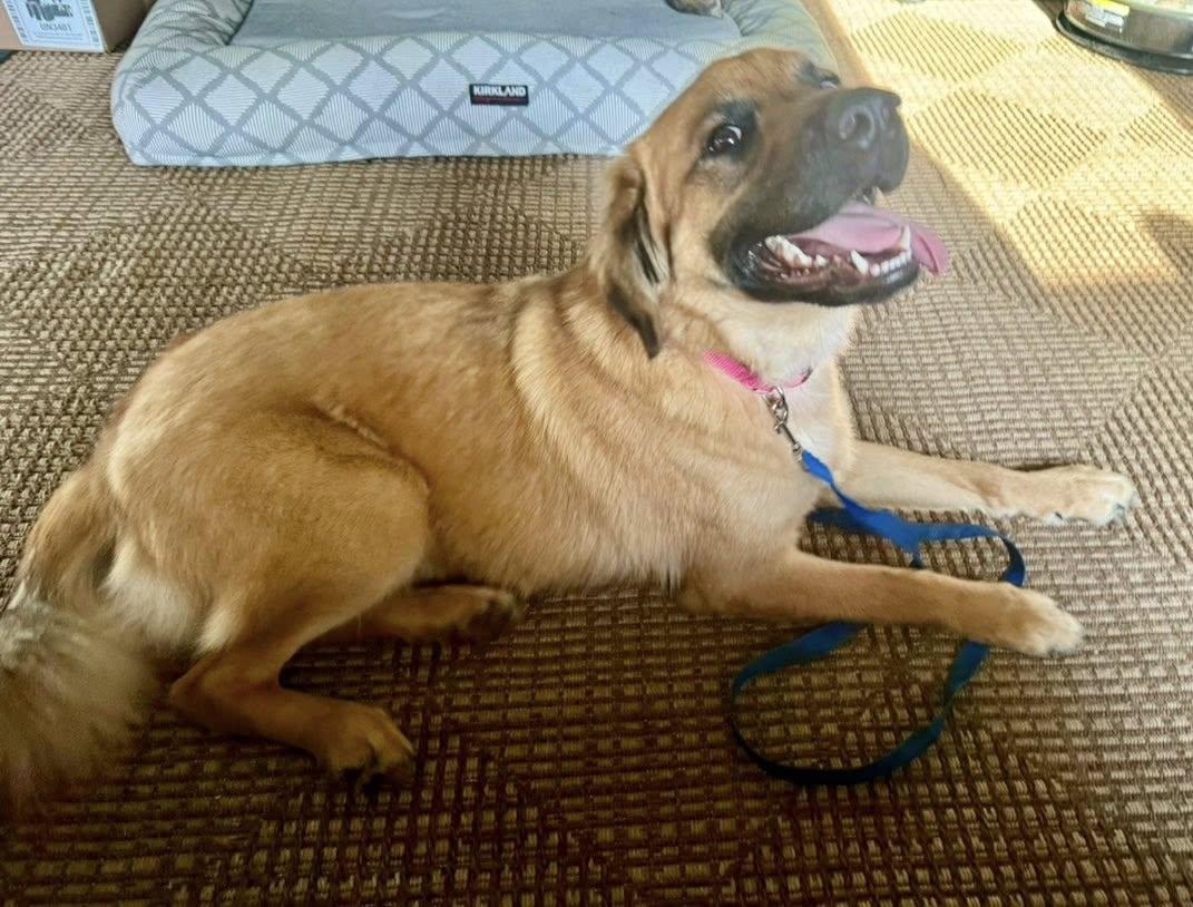 Enlarge Kenzie, a ADOPTABLE mixed breed in Yorktown, VA image 6/6