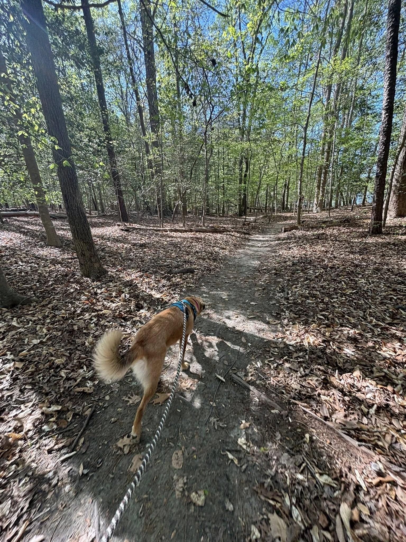 Enlarge Kenzie, a ADOPTABLE mixed breed in Yorktown, VA image 5/6