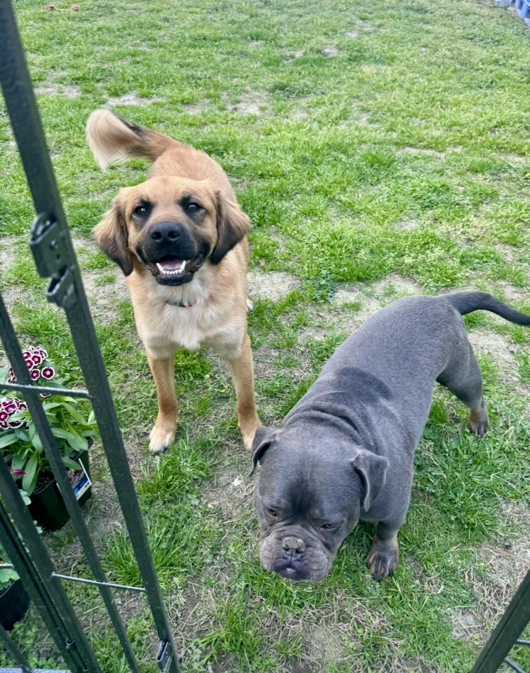 Enlarge Kenzie, a ADOPTABLE mixed breed in Yorktown, VA image 4/6