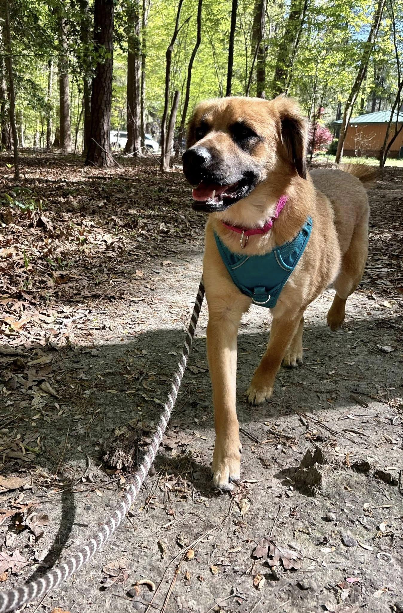 Enlarge Kenzie, a ADOPTABLE mixed breed in Yorktown, VA image 3/6