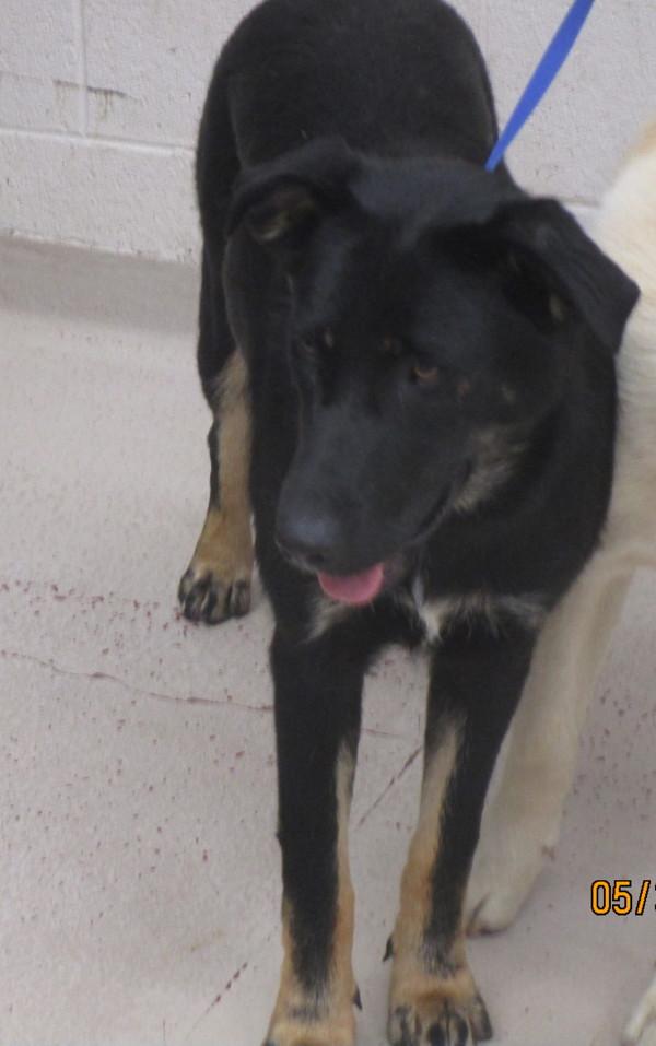 Enlarge Shiloh (19), a Adoptable mixed breed in Marietta, GA image 1/1