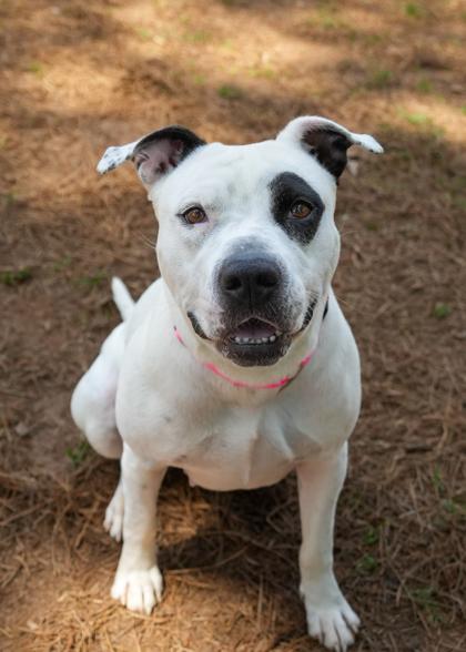 Enlarge Ariel 56957, a Adoptable mixed breed in Aiken, SC image 1/3