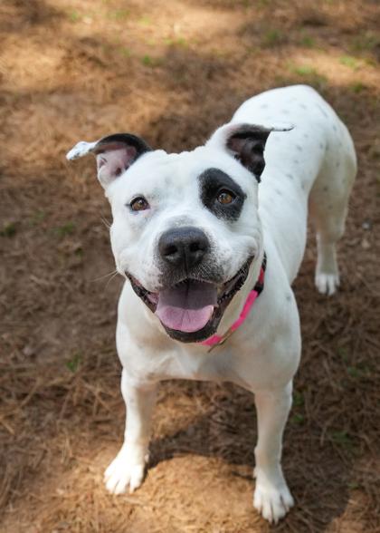 Enlarge Ariel 56957, a Adoptable mixed breed in Aiken, SC image 3/3