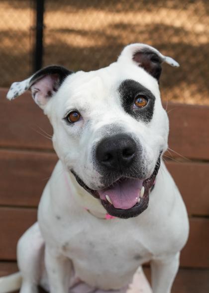 Enlarge Ariel 56957, a Adoptable mixed breed in Aiken, SC image 2/3