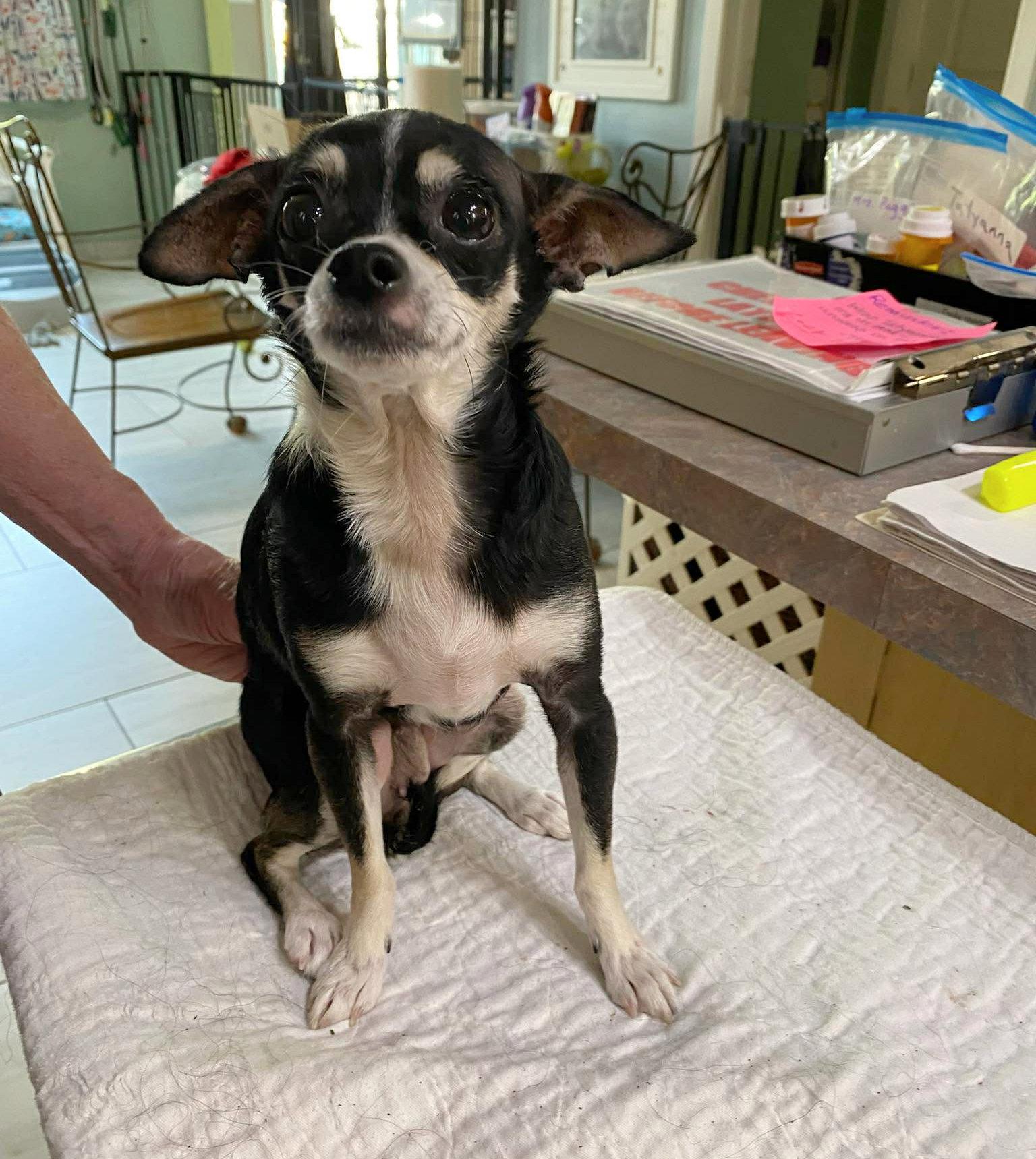 Enlarge Ursalynn (NOT YET AVAILABLE), a Adoptable Chihuahua in Benton, LA image 1/1