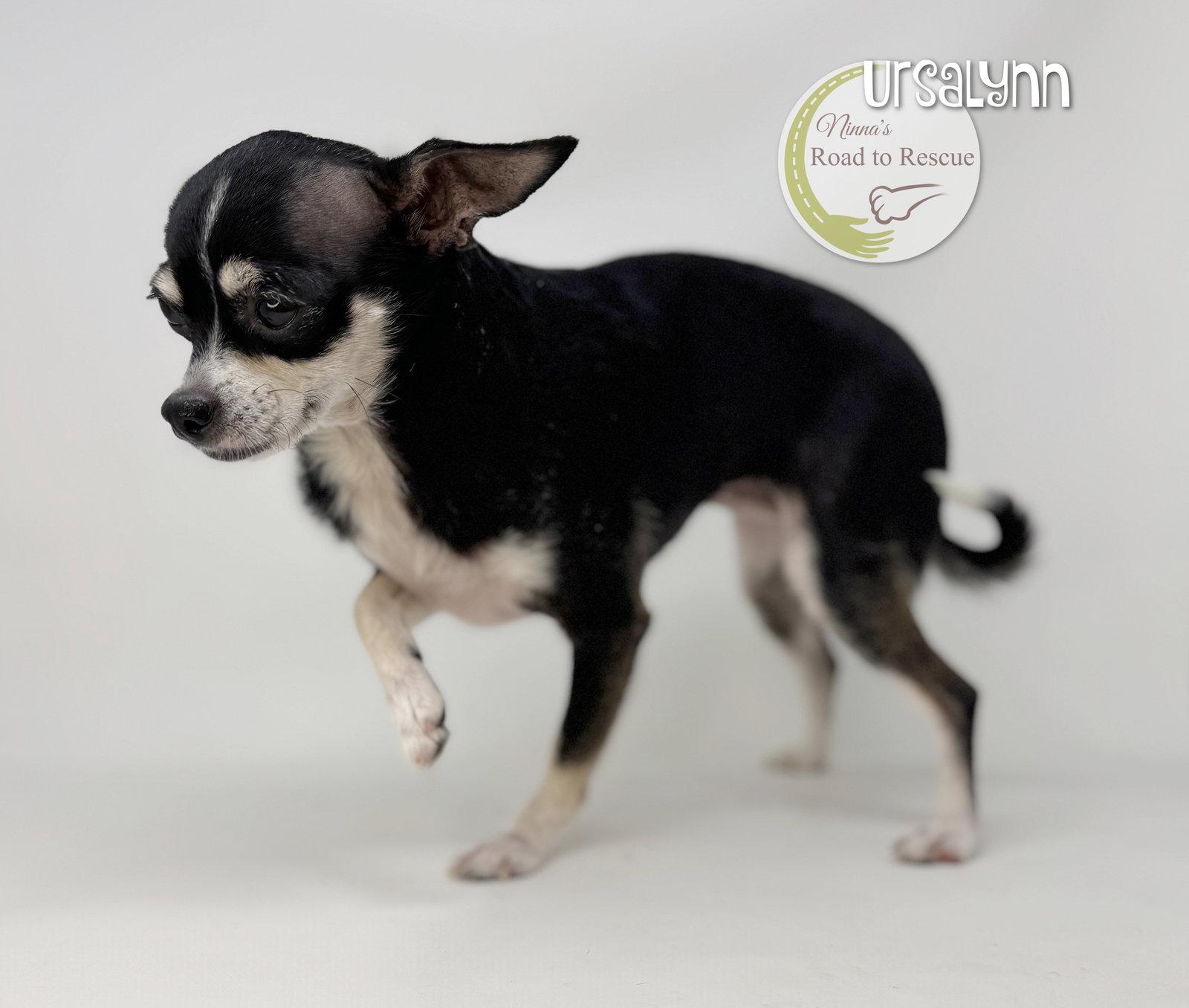 Ursalynn, Adoptable, Adult Female Chihuahua.