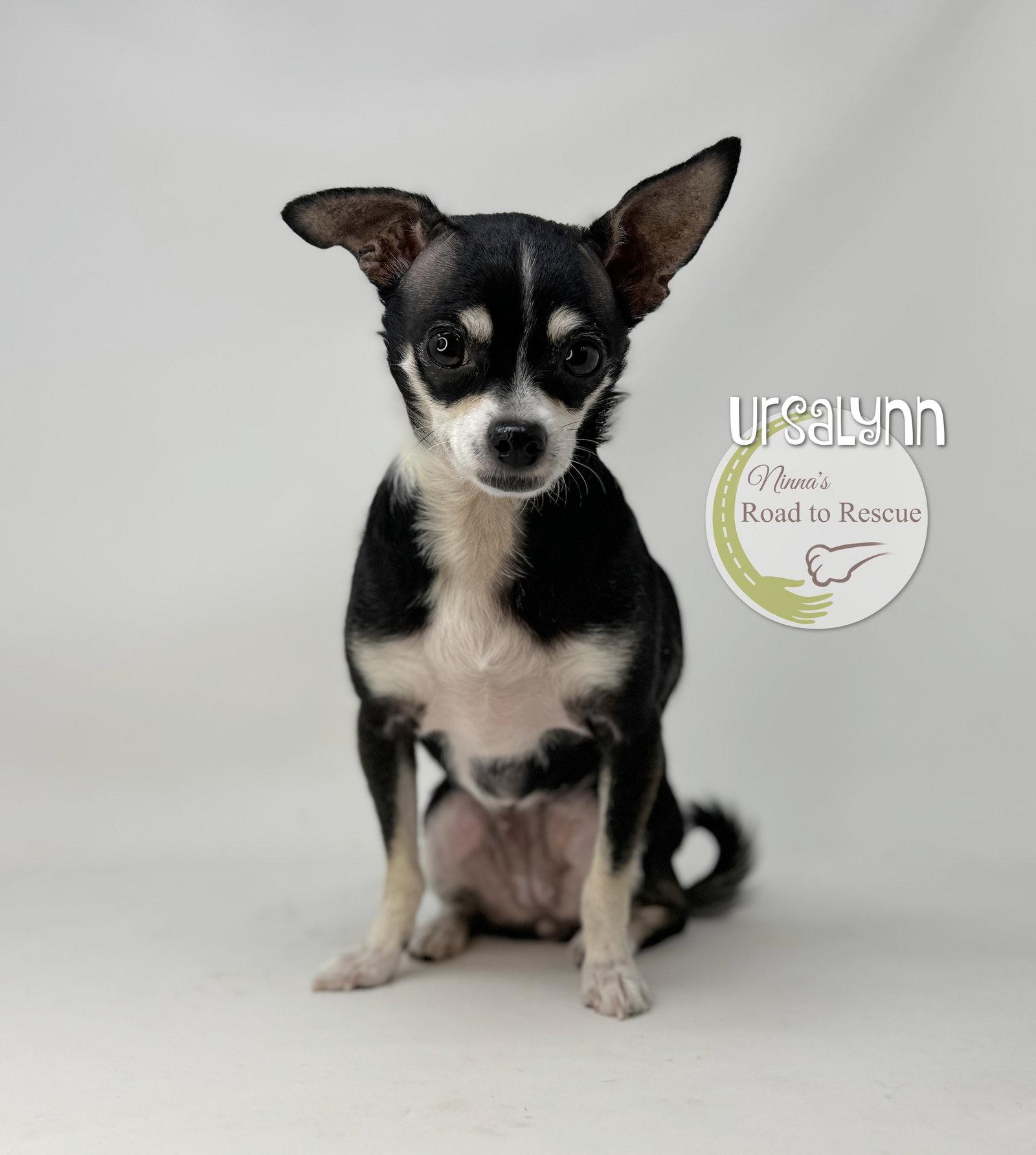 Enlarge Ursalynn, a Adoptable Chihuahua in Benton, LA image 2/3