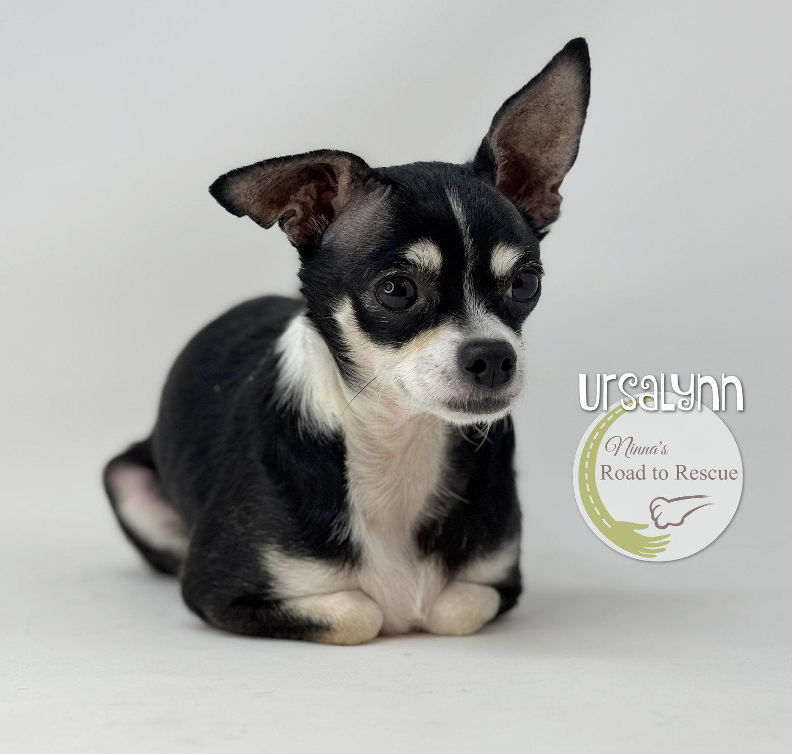 Enlarge Ursalynn, a Adoptable Chihuahua in Benton, LA image 3/3