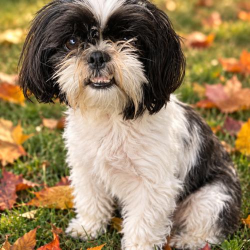 Penguin, Adoptable, Adult Female Shih Tzu.