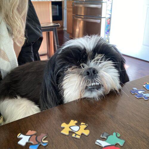 Enlarge Penguin, a Adoptable Shih Tzu in Lincolnshire, IL image 2/4