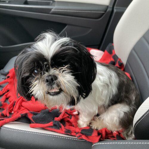 Enlarge Penguin, a Adoptable Shih Tzu in Lincolnshire, IL image 3/4
