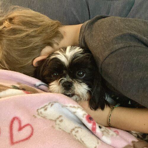 Enlarge Penguin, a Adoptable Shih Tzu in Lincolnshire, IL image 4/4