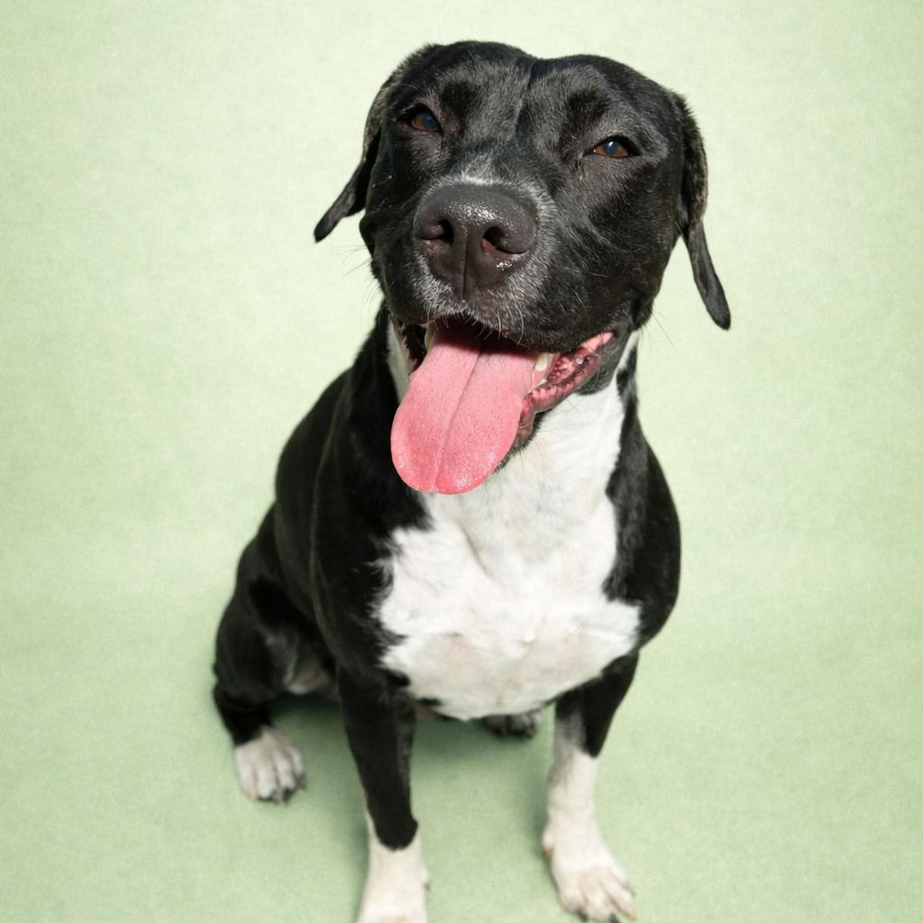 Enlarge Cookie, a Adoptable mixed breed in Concord, NC image 1/6