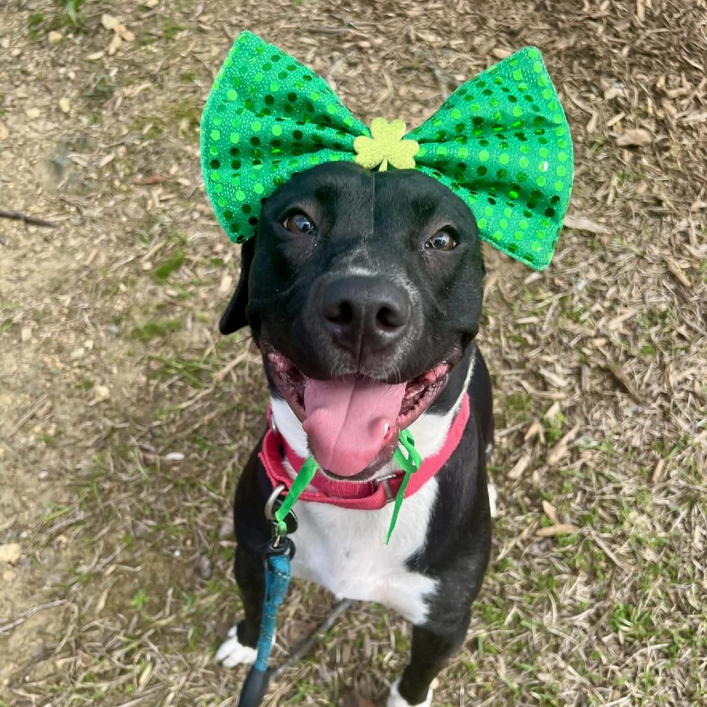 Cookie — thumbnail 2