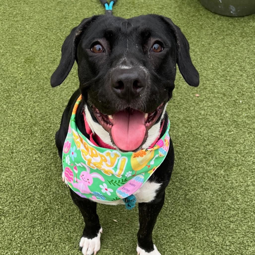 Enlarge Cookie, a Adoptable mixed breed in Concord, NC image 2/6