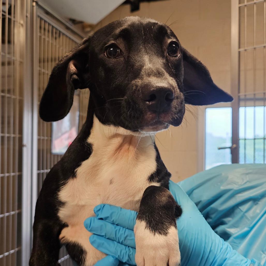 Enlarge Cookie, a Adoptable mixed breed in Concord, NC image 3/6