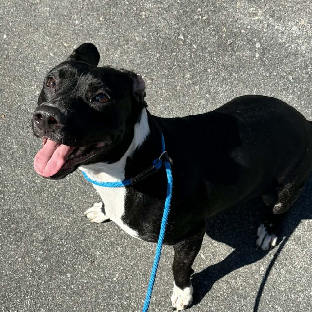 Enlarge Cookie, a Adoptable mixed breed in Concord, NC image 4/6