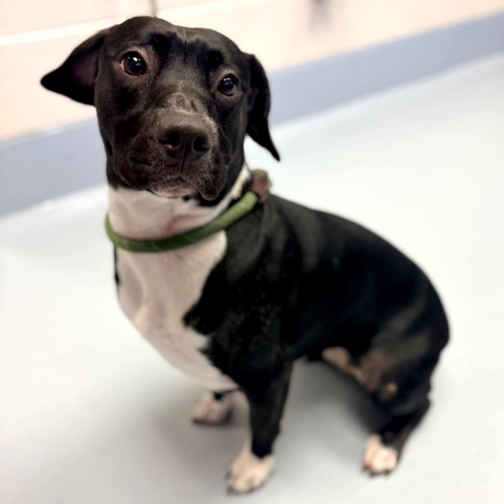 Enlarge Cookie, a Adoptable mixed breed in Concord, NC image 5/6