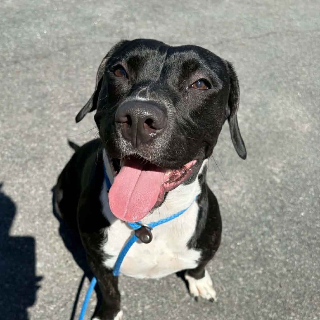 Enlarge Cookie, a Adoptable mixed breed in Concord, NC image 6/6