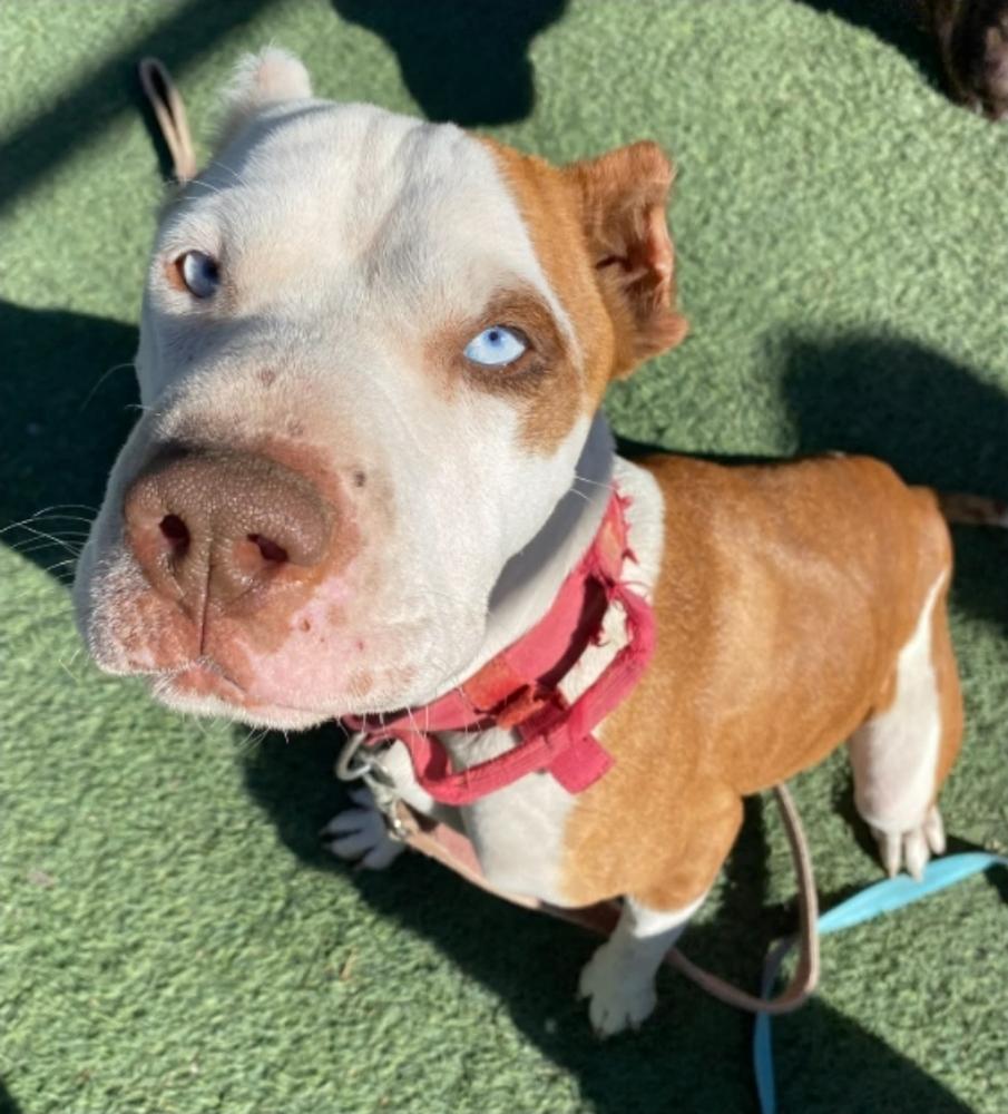 Enlarge Peppa, a Adoptable mixed breed in Sedalia, CO image 2/6