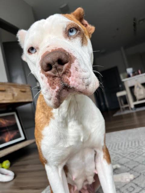 Enlarge Peppa, a Adoptable mixed breed in Sedalia, CO image 4/6